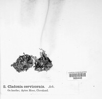 Cladonia cervicornis image